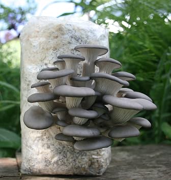 Two Mushroom Grow Kits, 3Lb Each (Lion's Mane & Blue Oyster)