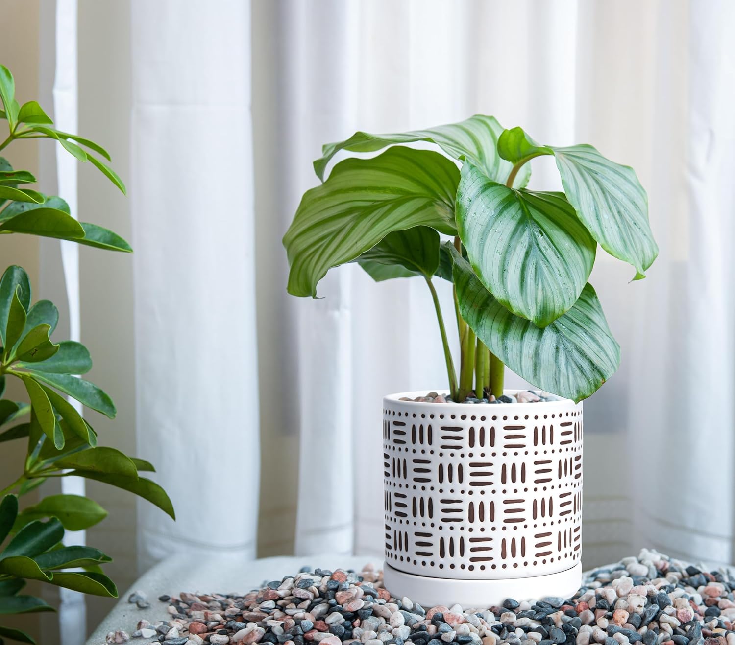 D'vine Dev Set of 2 Ceramic Planter Pots with Drainage Hole and Saucer, 6 Inch Plant Pots for Plants Indoor Houseplants, White, 99-Z-F-1-Y - Image 4