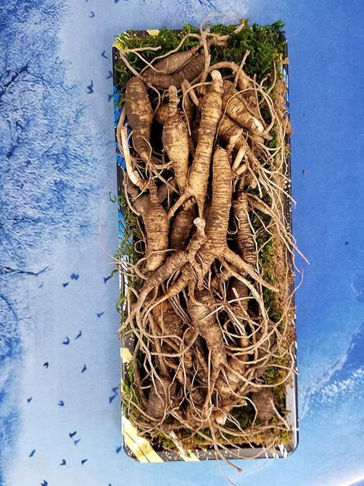 fresh ginseng