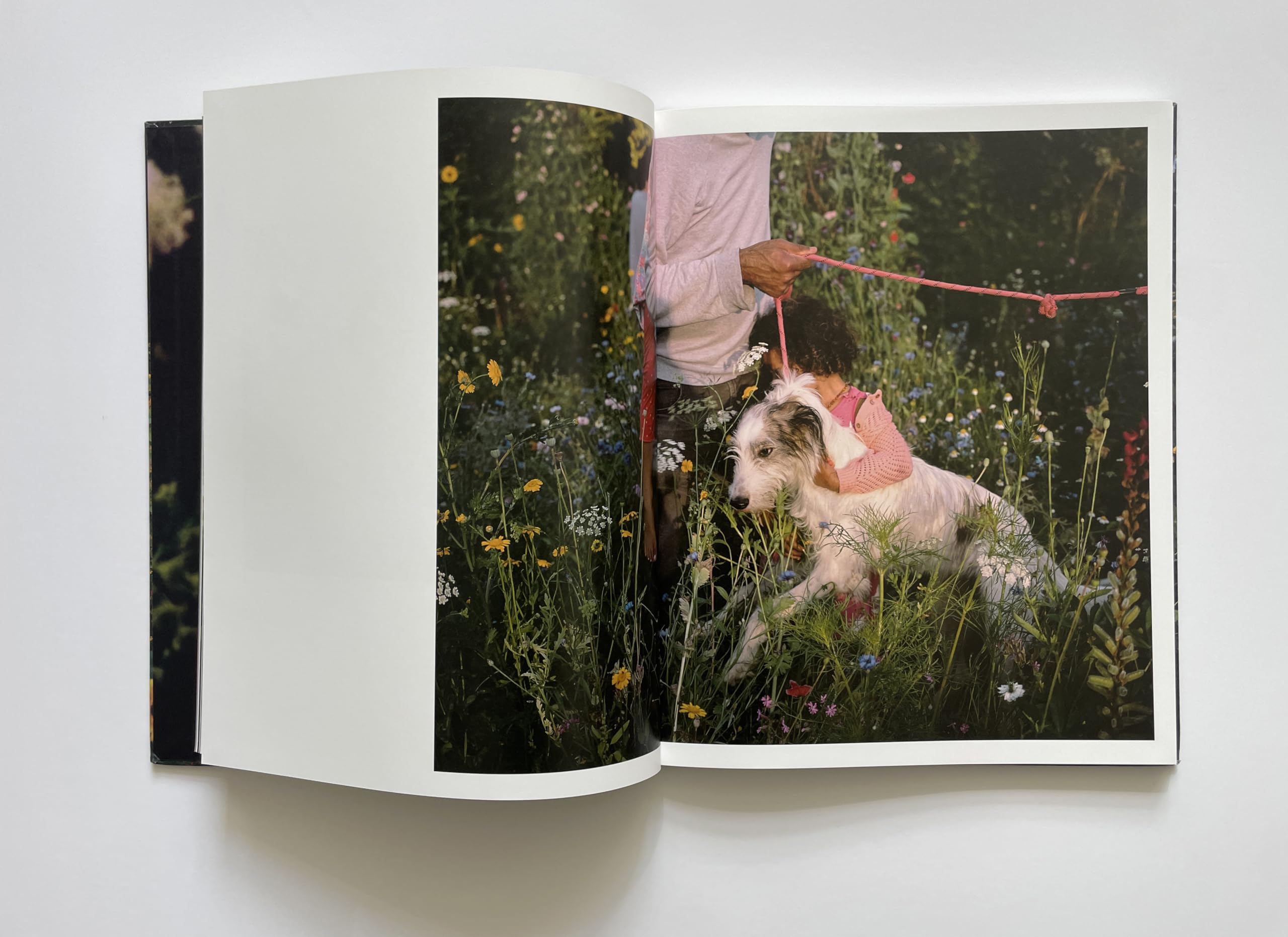 SiAn Davey: The Garden /anglais