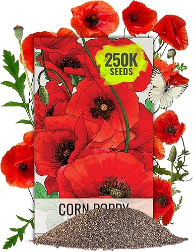 Miniatura 14 de Seed Needs Semillas de flor de luna para plantar flores blancas de verano prolíficas | 1 onza de semillas de vid Ipomoea Alba Las flores de luna