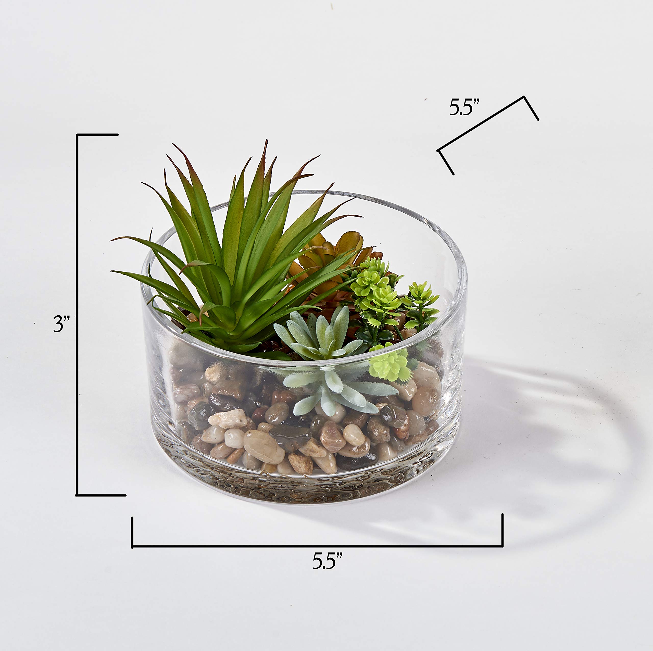 多肉植物 ガラス容器入り Amazon.co.jp: WorTH IMPORTS 多肉植物ディッシュガーデン 5.5インチの