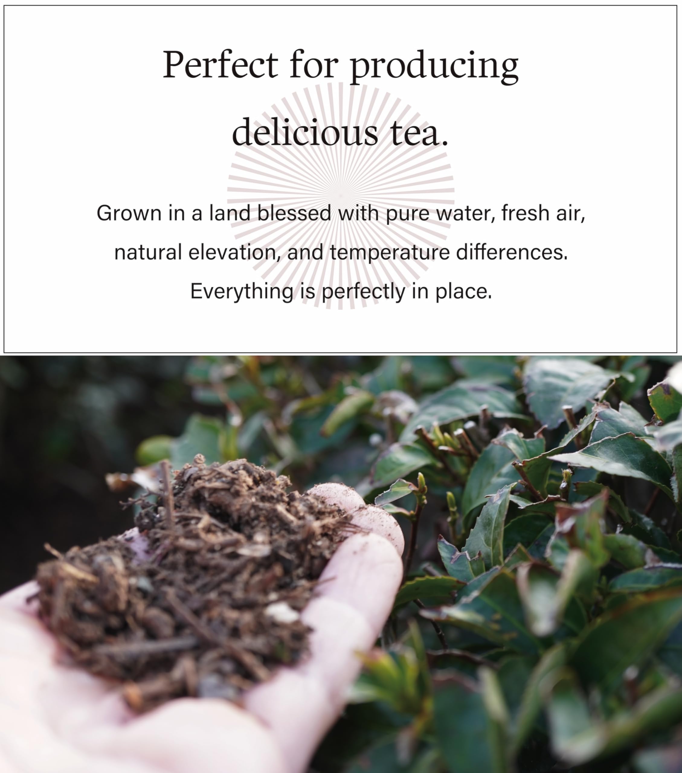 SOKYO ceremonial matcha powder series powdered green tea Japanese matcha 3 52oz 100g Mie Ceremonial K — view 4