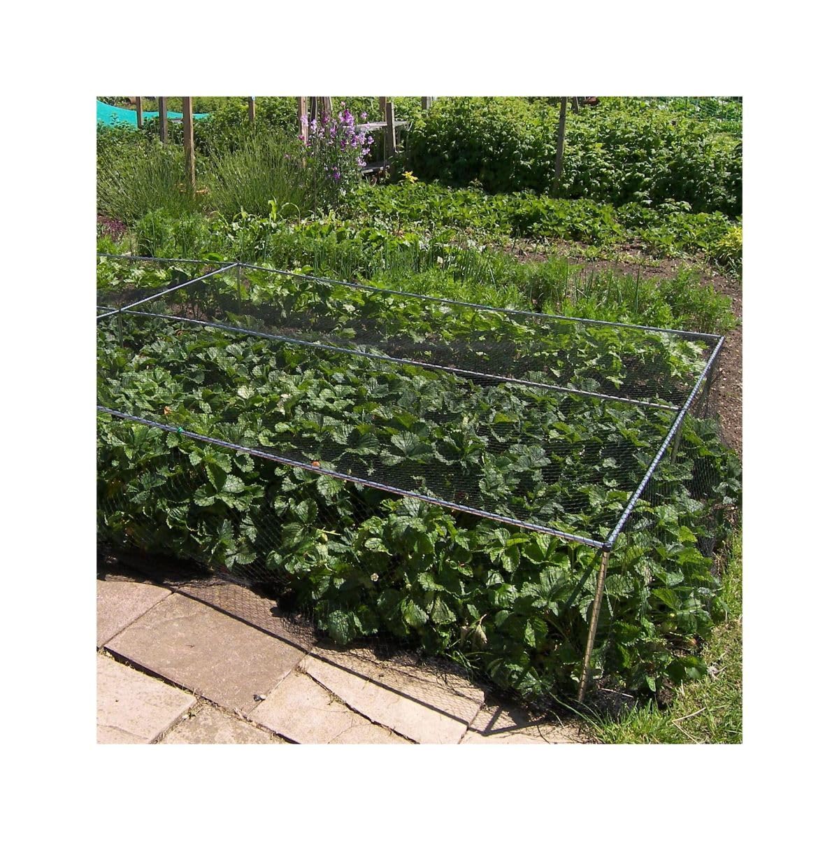 Gardening-Naturally (H500mm x W2.4m x L4.5m) Bird Netting - Joiners