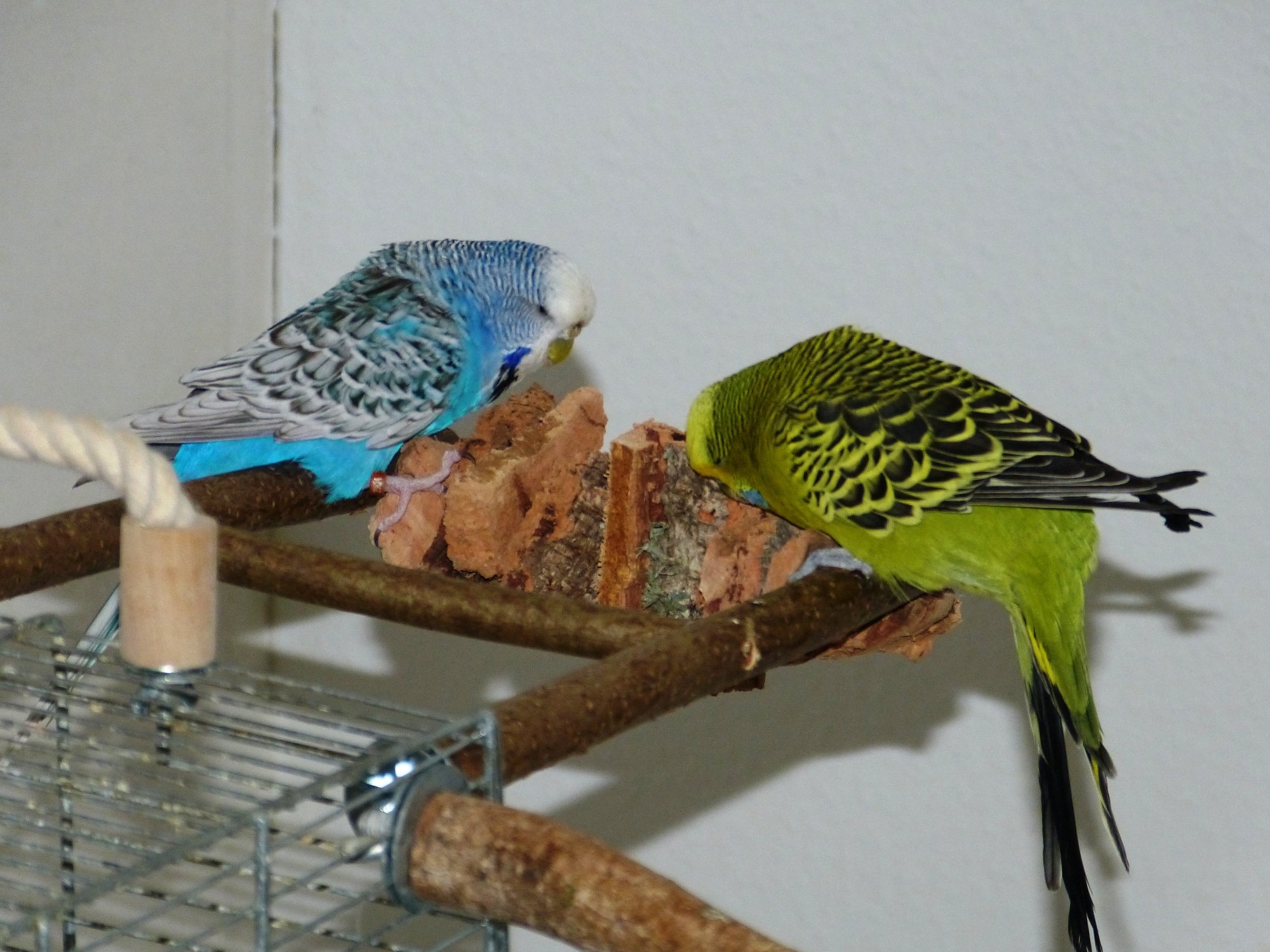 Vogelspielzeug 2er-Set Mit Sepiaschale - Für Wellensittiche & Kleine Vögel