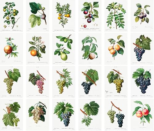 Miniatura 2 de PIXILUV Redoute Postales vintage (24 piezas de 4 x 6 pulgadas cada una) Frutas y Uvas Libros Botánicos Vintage Ilustraciones por Redoute Tarjetas de