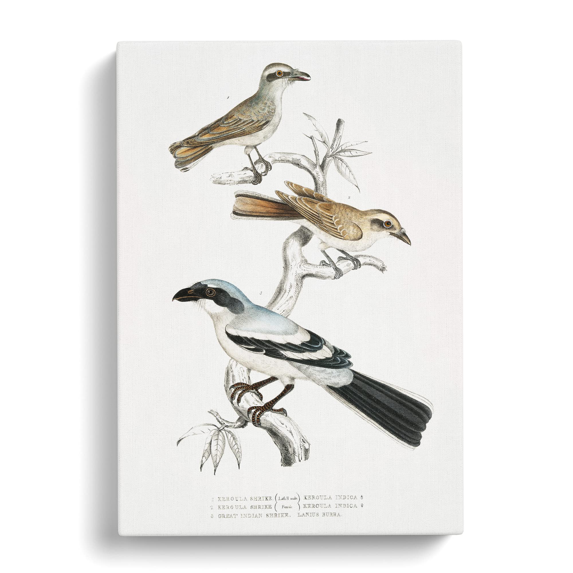 Shrike Bird Illustrations By John Edward Gray Canvas Print, Mixed, 25L x 50W cm - Image 3