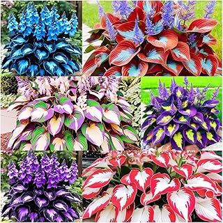 999pcs Premium Cold-Hardy Hosta Seeds, Non-GMO Perennial Shade Plants for Lawns, Borders, Low-Light Areas, USA Grown