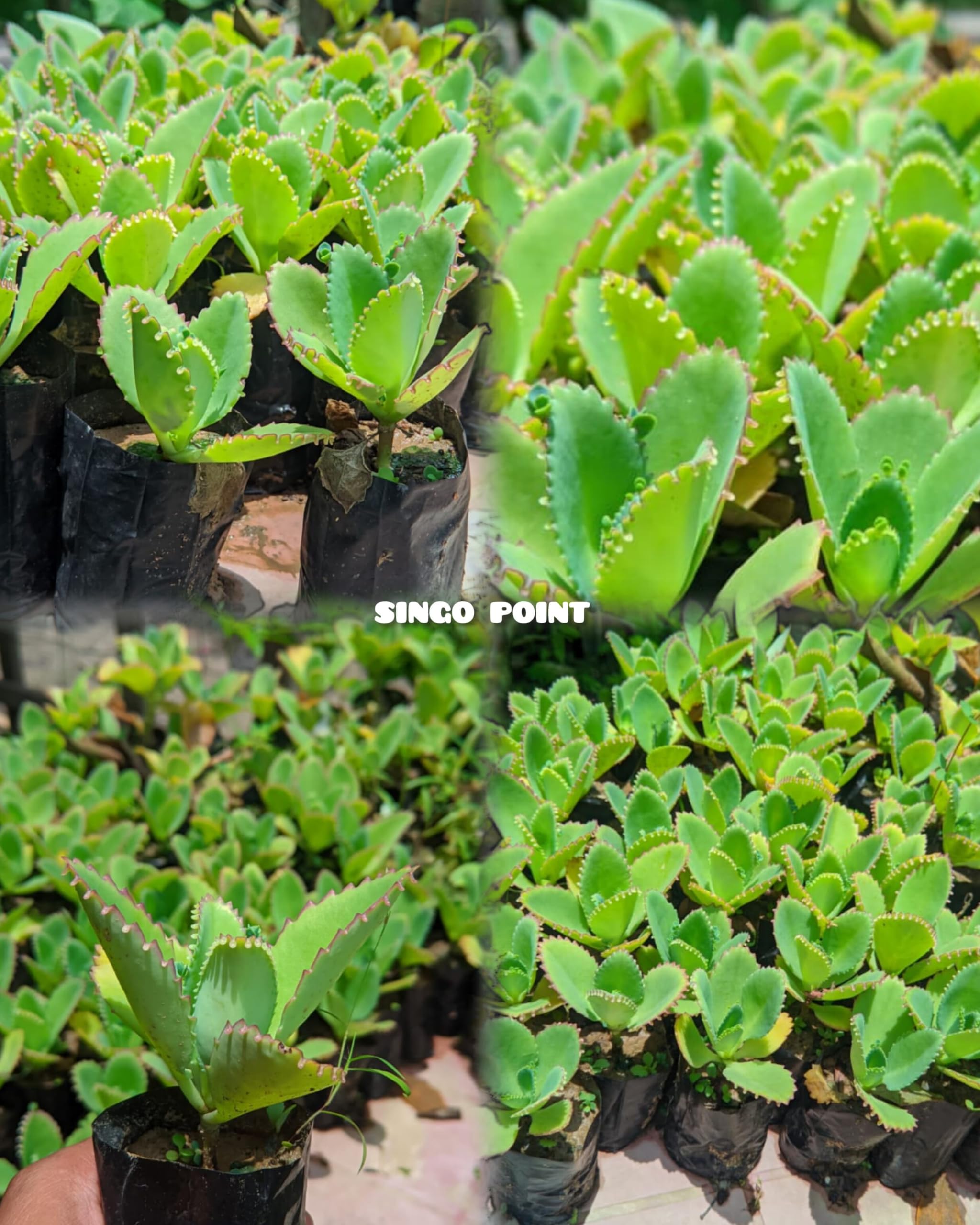SINGO POINT Rare Kalanchoe Pinnata Live Plant – Pathorkuchi/Miracle Leaf/Mother of Thousands – Medicinal Succulent – Natural Baby Plantlets – Indoor/Outdoor (Pack of 2)