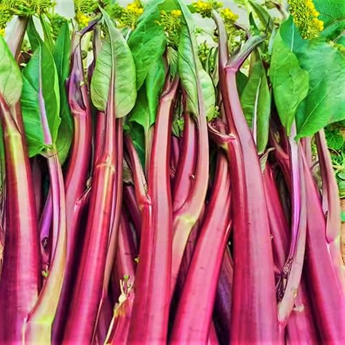 Miniatura 1 de Hon Tsai Tai Purple Yu Choy Sum Seeds - Paquete de más de 1500 unidades - para Hong Caitai 2024 & # x02024 & # 8221 Col Roja China Floración Bok