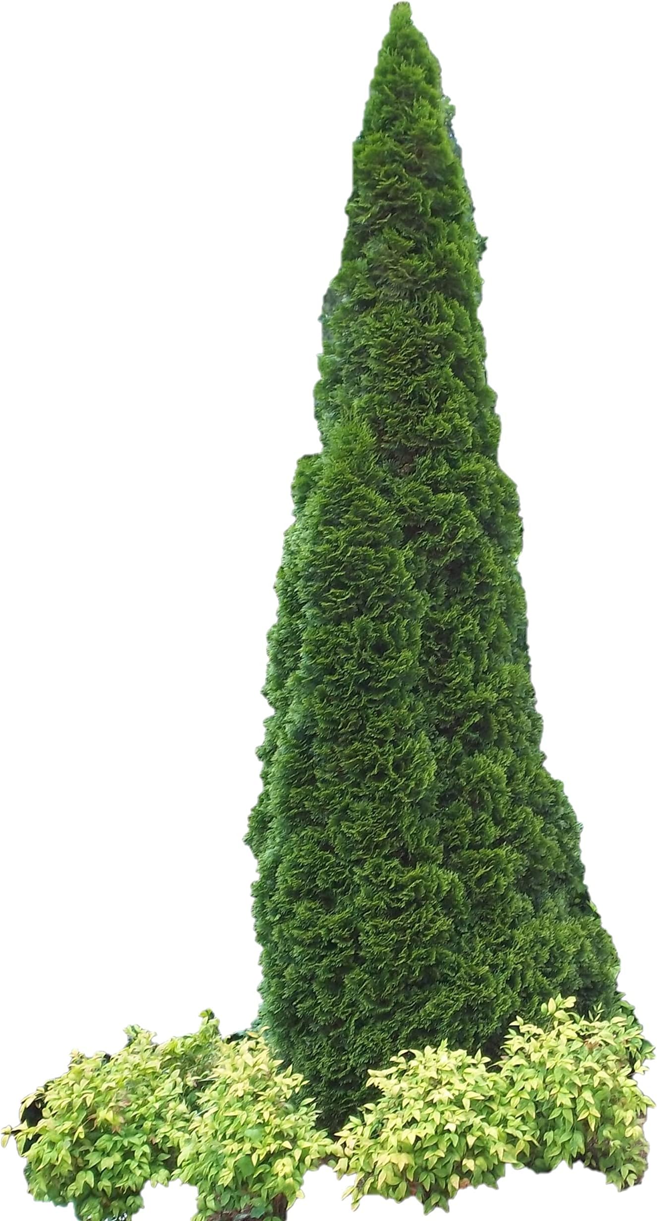 Two Pack of Emerald Arborvitae - 2 Live Evergreen Plants Shipped 1 to 2 Feet Tall by DAS Farms