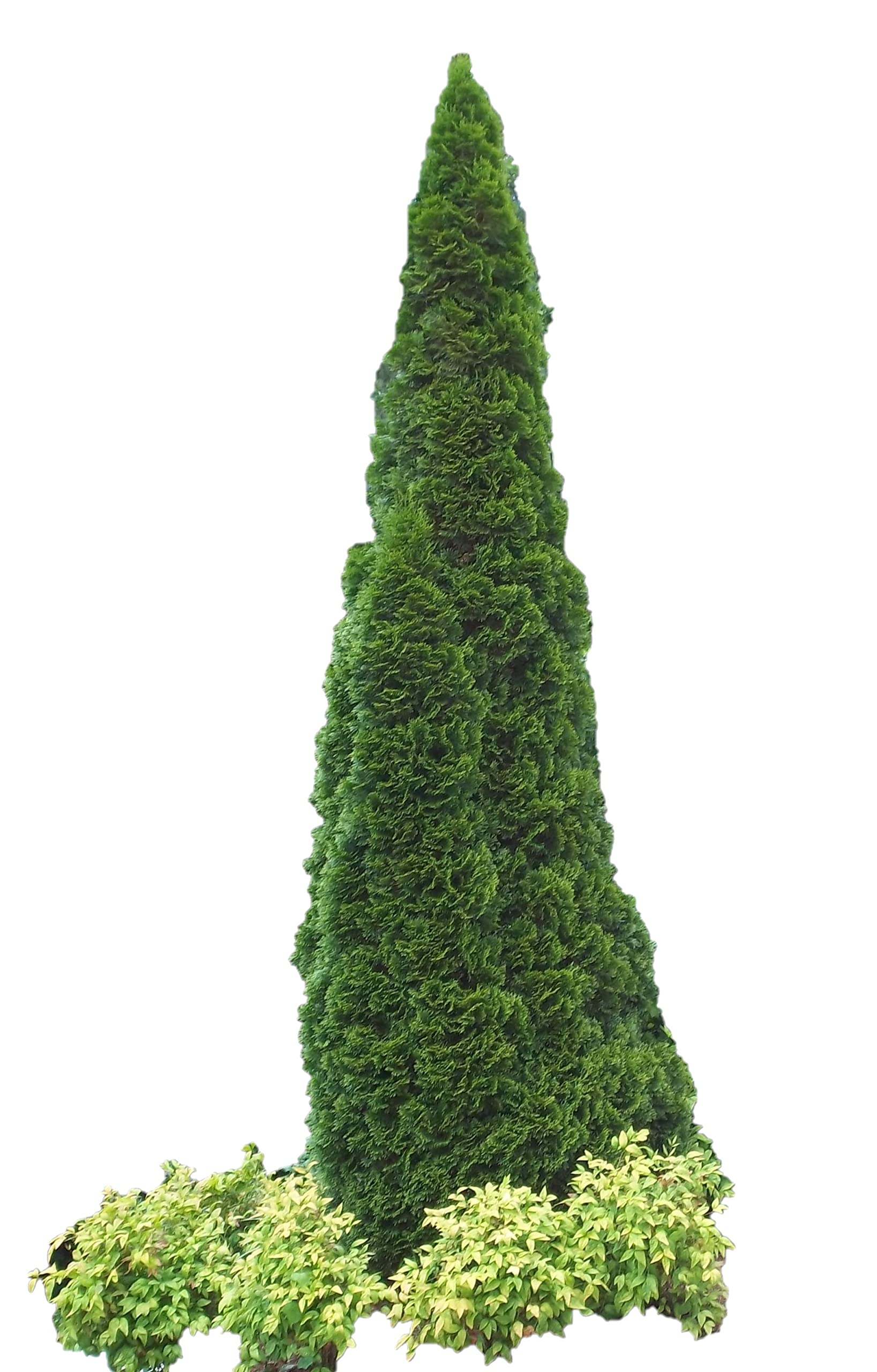 DAS Farms Emerald Arborvitae