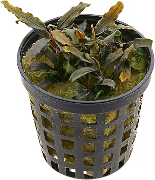 Bucephalandra Quad-Pack - Exquisite Aquatic Greens - 4 Unique Varieties