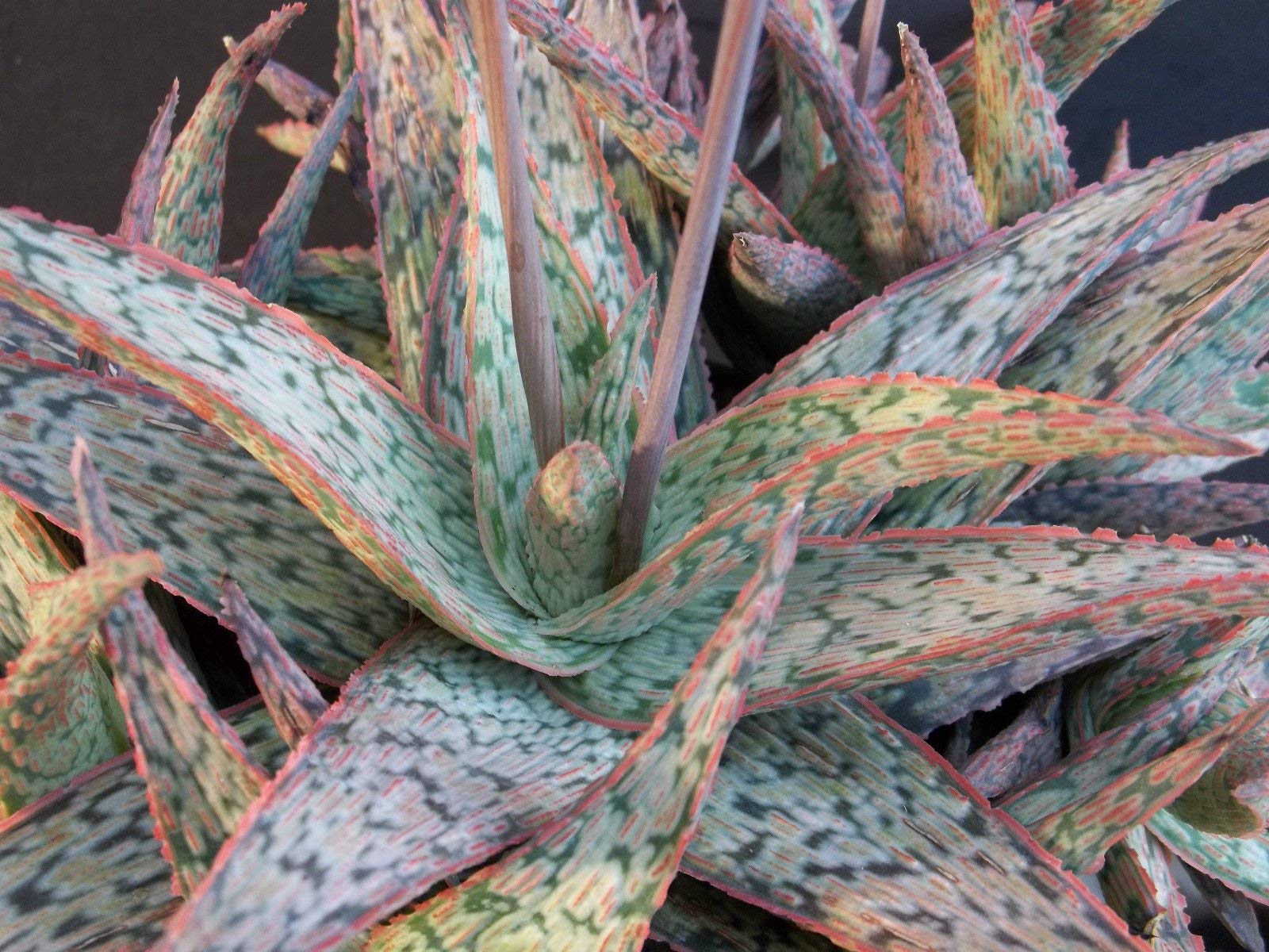 Aloe cultivar SUNRISE hybrid exotic red color succulent rare cacti seed 50 SEEDS