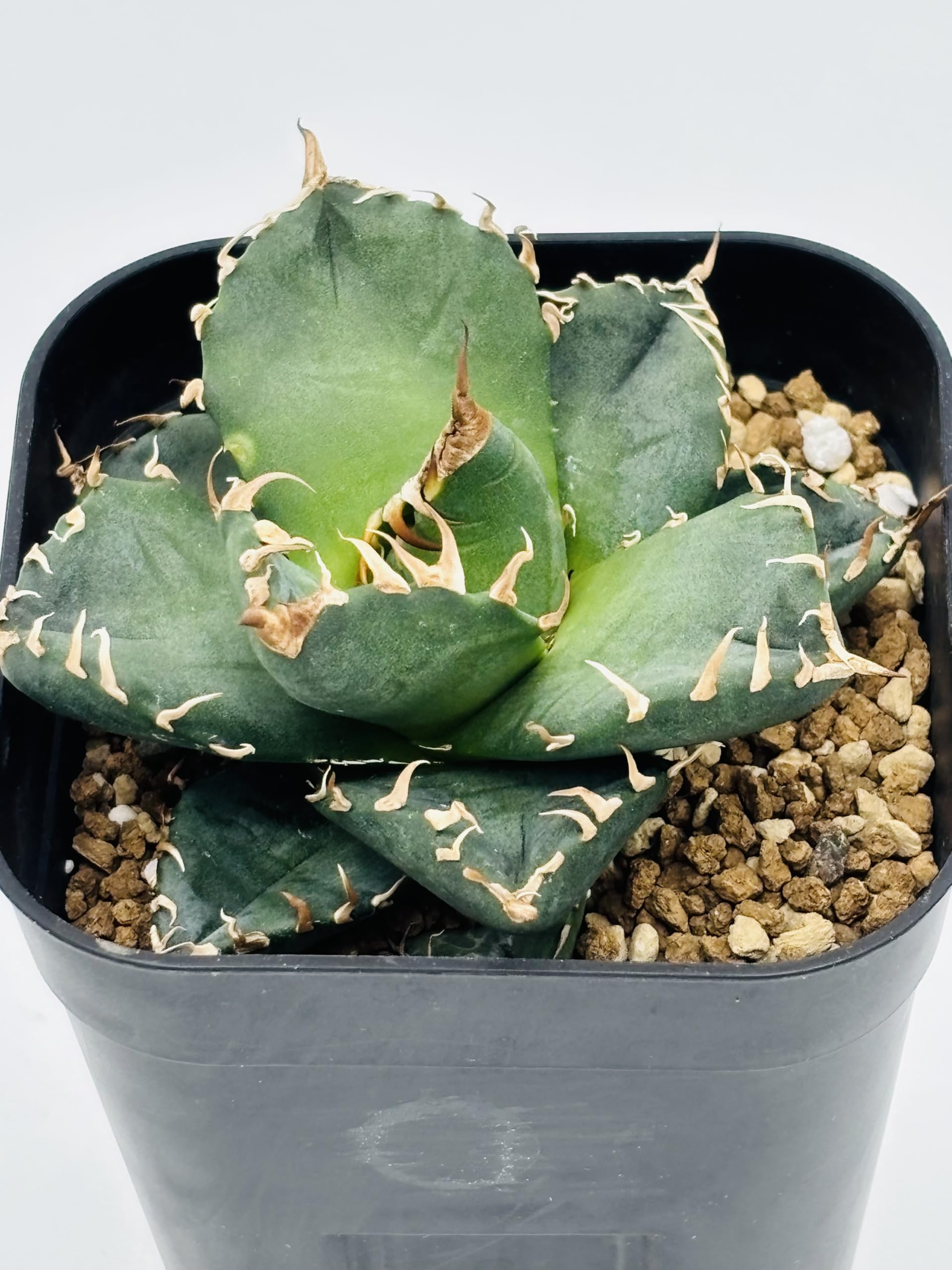 Amazon｜アガベ チタノタ 魔丸/Agave titanota 'Mamaru'/ 観葉植物