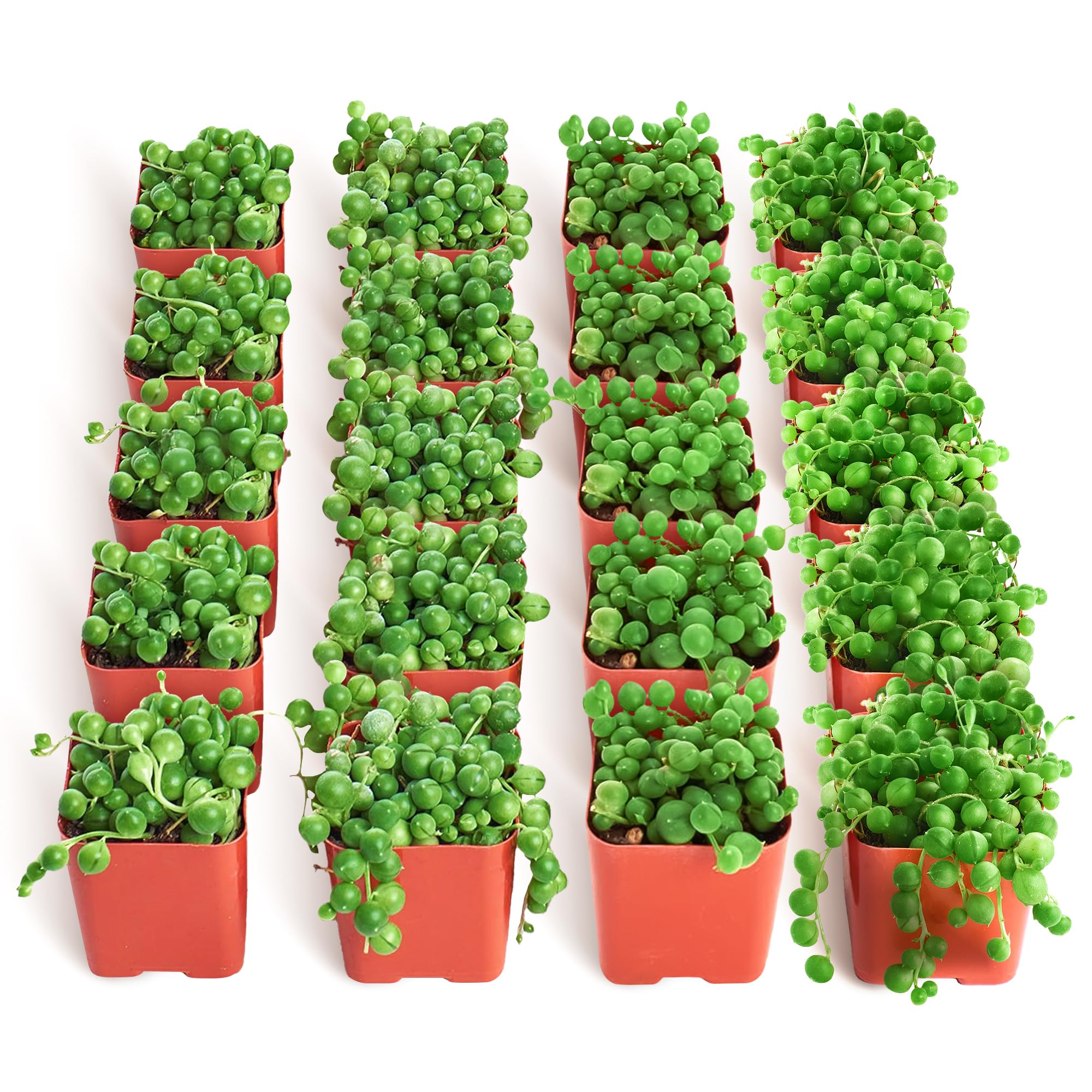 Shop Succulents String of Pearls 20PK