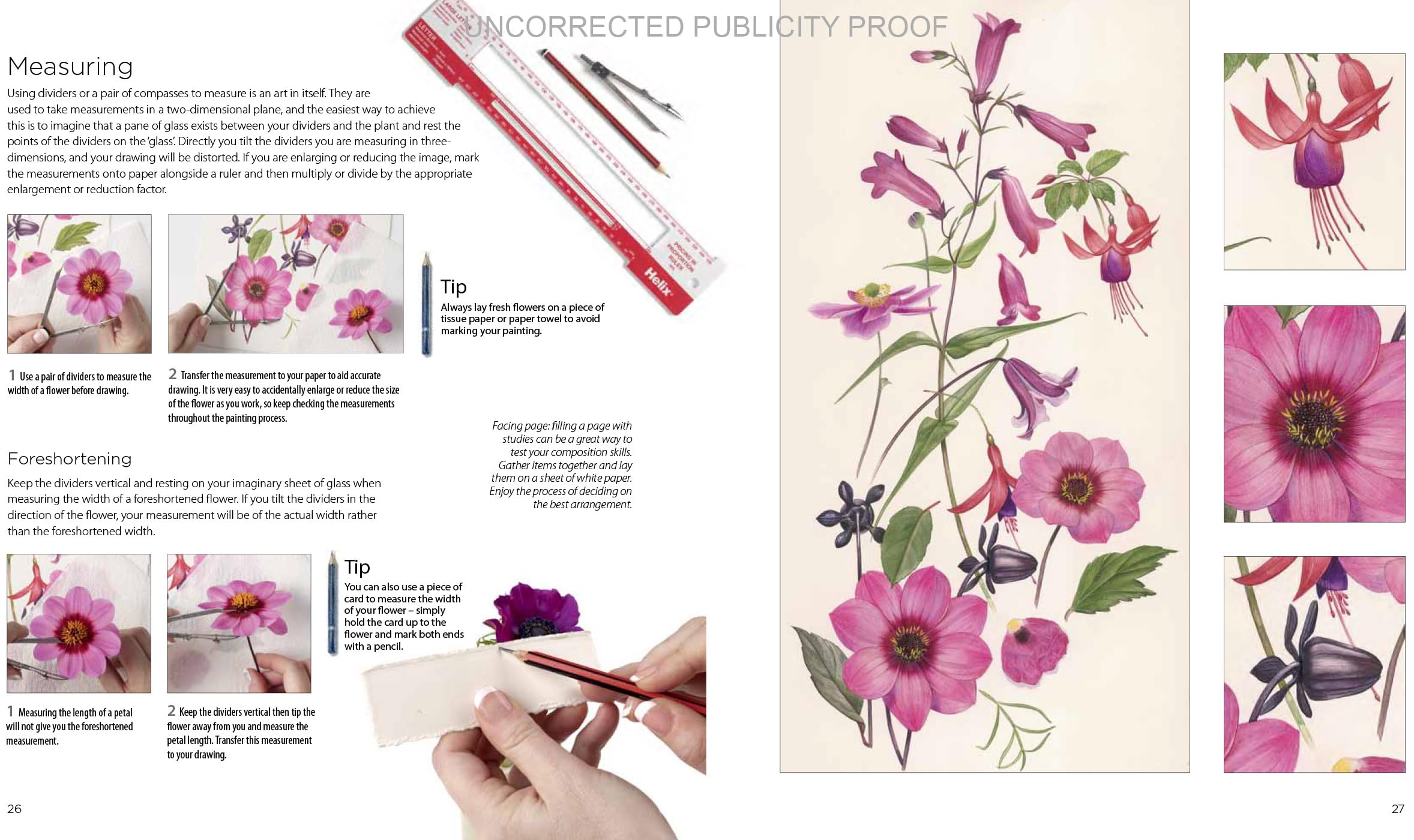 Billy Showell Botanical Painting Watercolour
