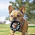 KONG Extreme Ring - Jouet annulaire en caoutchouc naturel durable pour des habitudes de mastication saines - Jouet à mâcher prend en charge la santé dentaire des chiens - Jouet pour chien prend en charge les instincts pendant le temps de jeu - pour les chiens XL