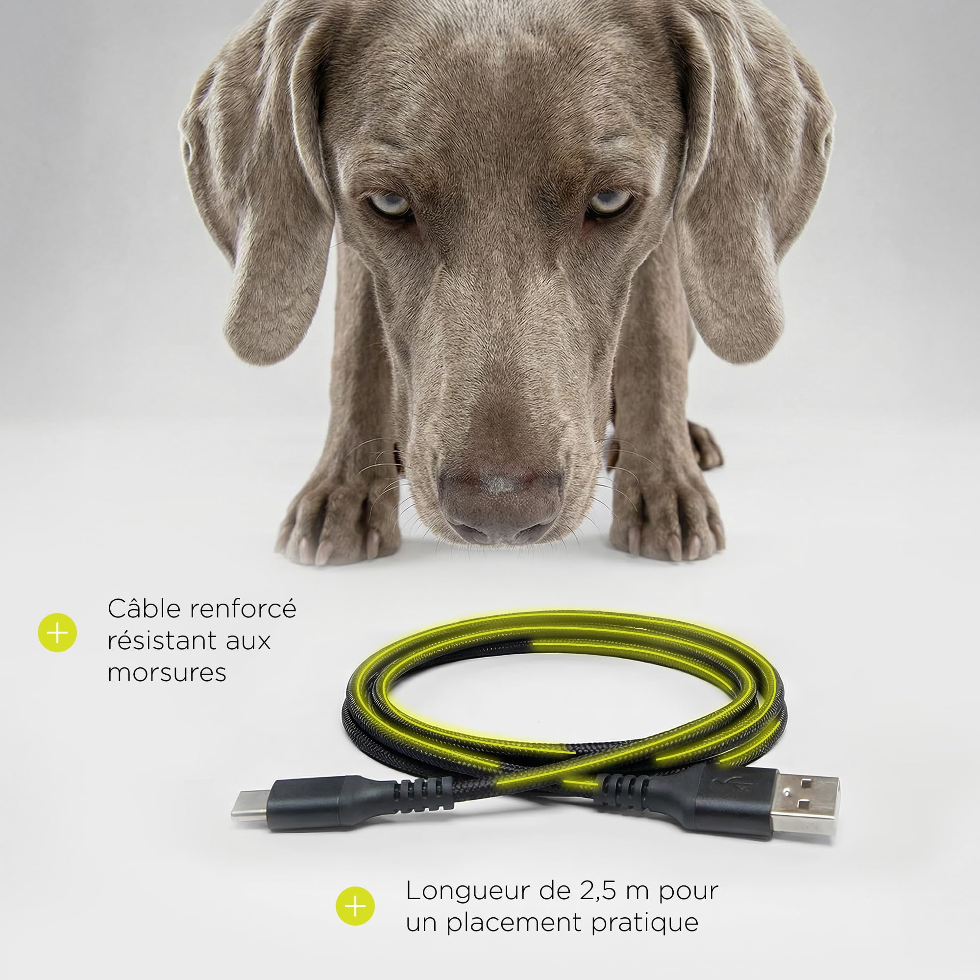 Crispy Distributeur Automatique de Nourriture pour Chien avec minuterie, jusqu'à 4 Repas, Alimentation de Secours avec Batterie, USB-C, écran LCD, gamelle en Acier Inoxydable, 4,5 L pour
