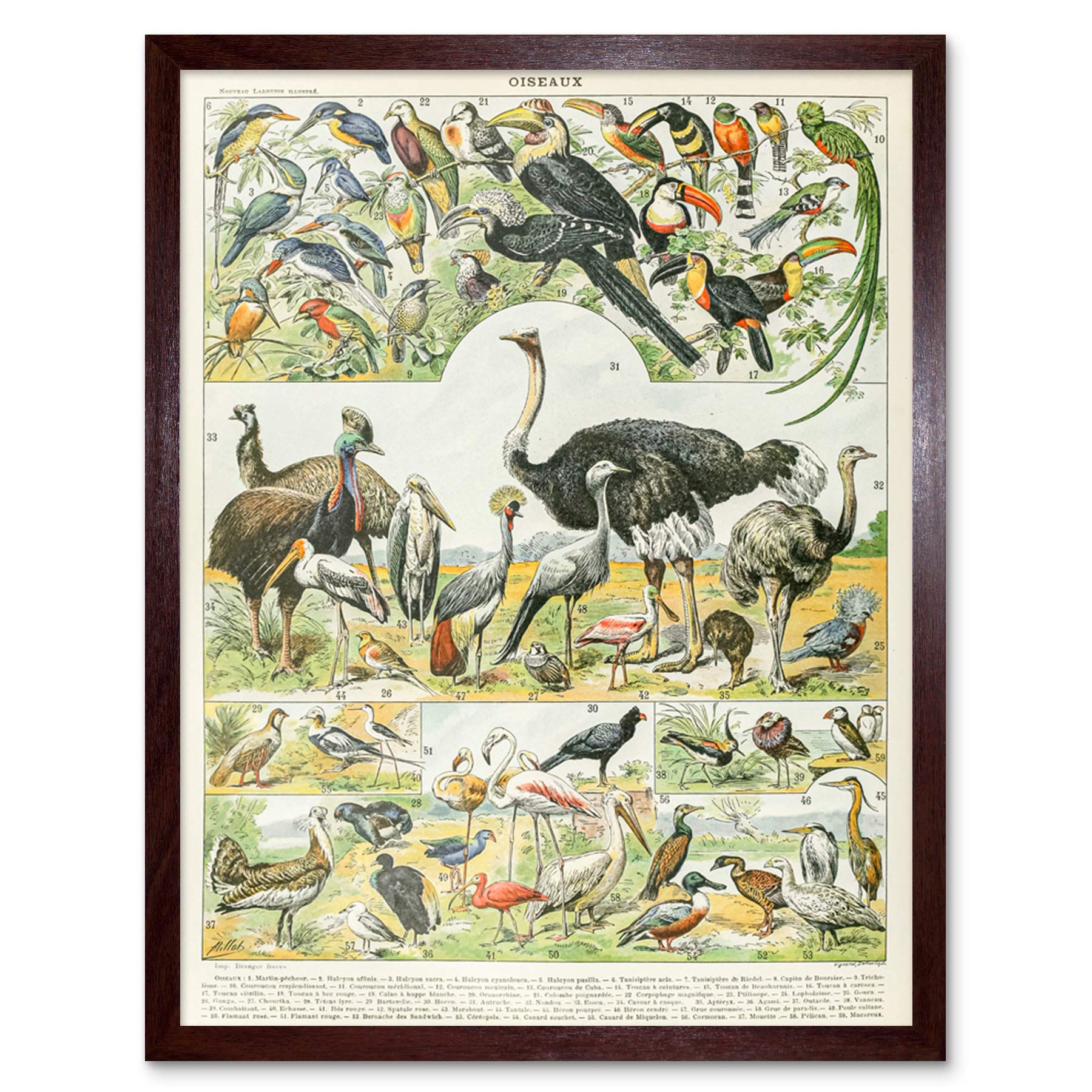 Artery8 Millot Encyclopedia Page Molluscs Shells Art Print Framed Poster Wall Decor 12x16 inch — view 106