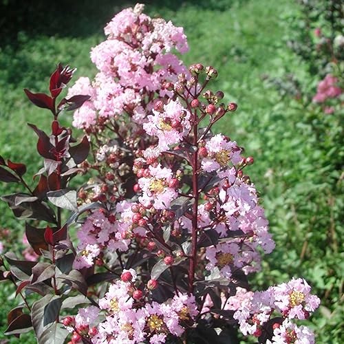 Miniatura 2 de TriStar Plants - Crape Myrtle - Rapsodia en rosa, lagerstroemia índica, maceta comercial de 1 galón, mirto rosa crespo, flores de verano, árbol de