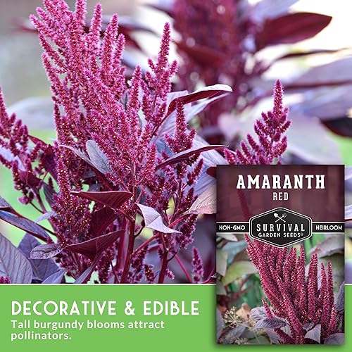 Miniatura 3 de Survival Garden Seeds - Semilla de amaranto rojo para plantar - 3 paquetes con instrucciones para plantar y cultivar plantas gigantes de grano