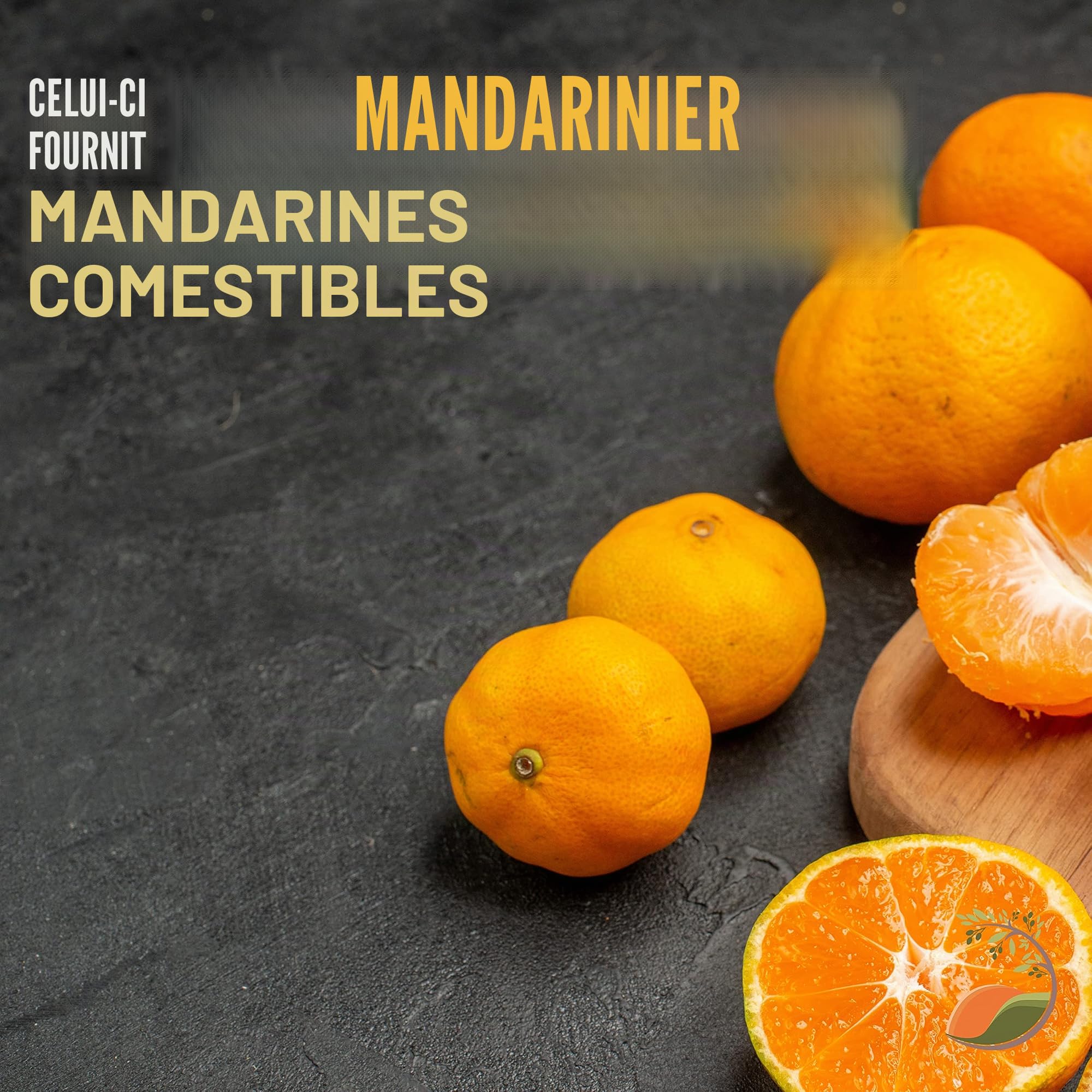 TropicTrees Mandarinier avec une hauteur de 150cm | arbuste de plantation avec une circonférence de tronc de 8-10 cm | Fruits de citron pour le jus, comme ingrédient dans les épices et la nourriture