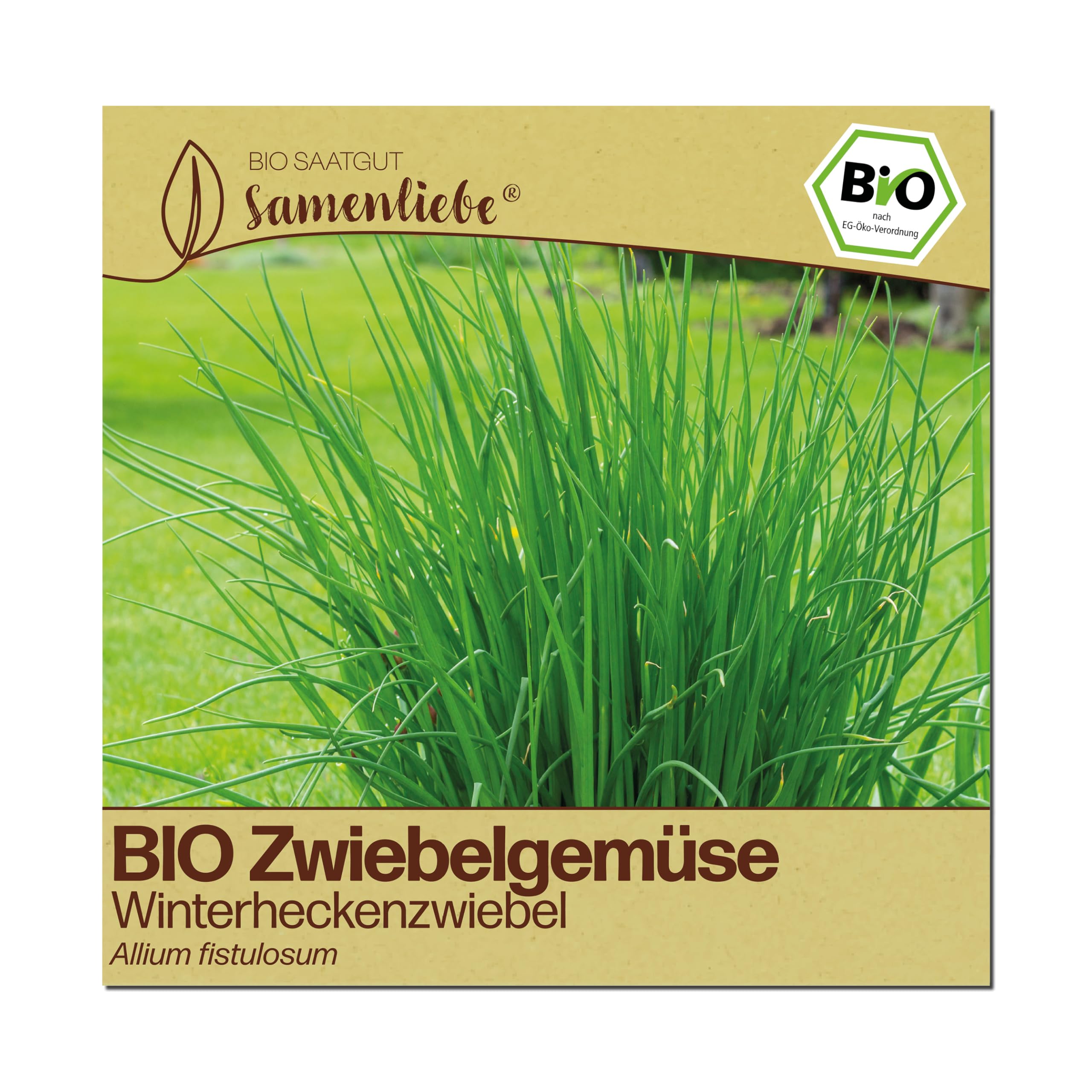 Samenliebe BIO Winterheckenzwiebel Samen | Winterzwiebel - winterhart & mehrjährig - samenfestes BIO Saatgut