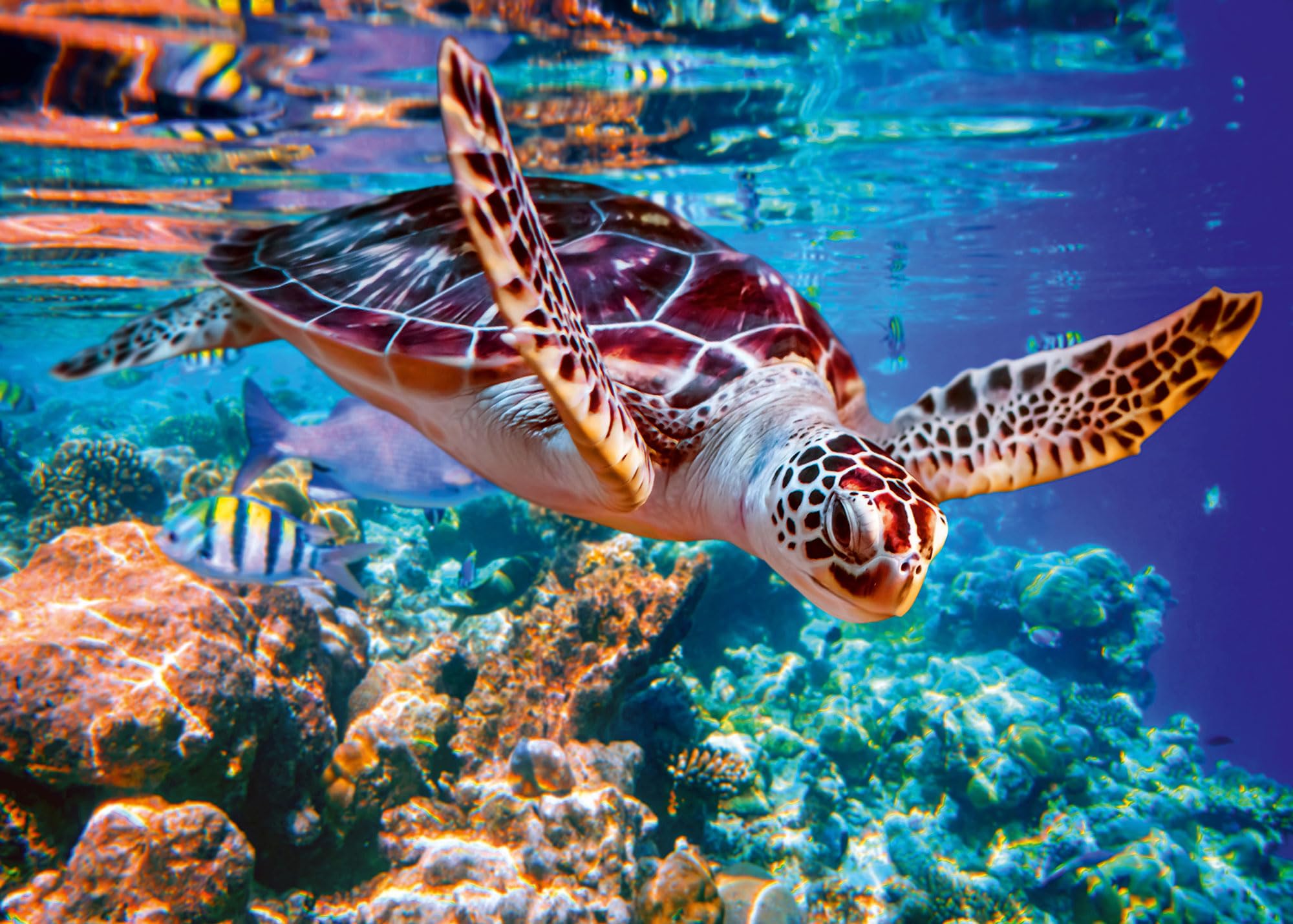 Ulmer Puzzleschmiede - Tortue de Mer - Puzzle de 2000 Pièces - Enregistrement Sous-Marin Lumineux dans la Mer du Sud