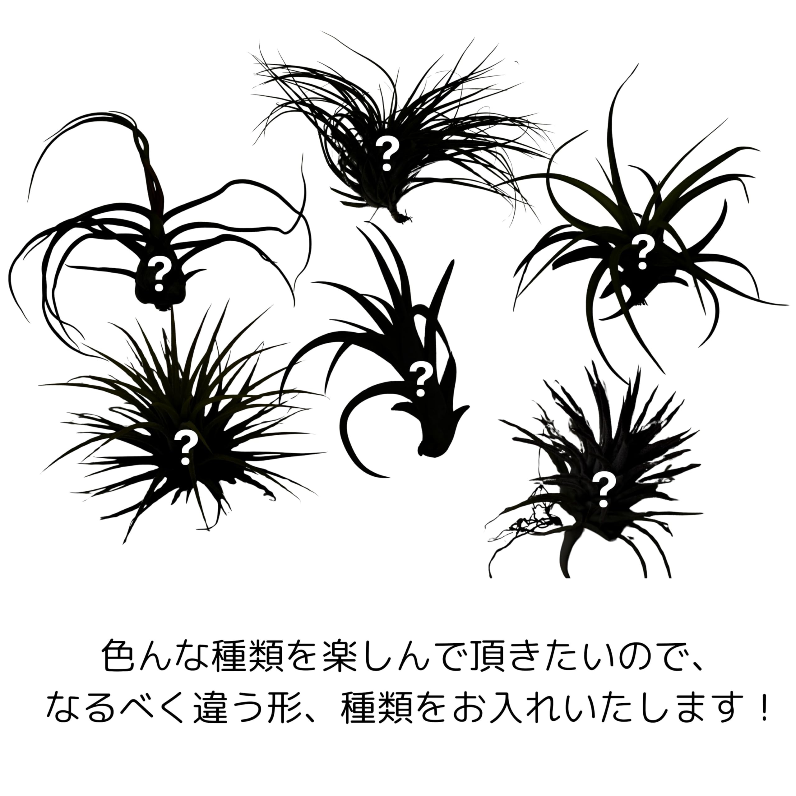 Amazon｜【サイズで選べる】 エアプランツ おまかせセット