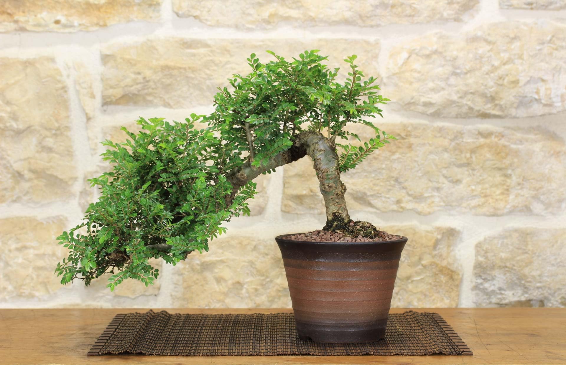 Bonsai di Olmo Parvifolia "Seiju" (90)