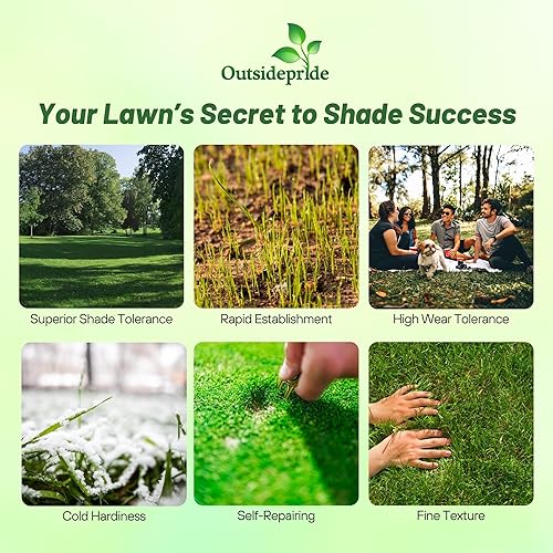 Outsidepride POA Supina &amp; Rough Buegrass Elite - Mezcla de semillas de césped para césped, 25 libras