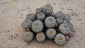 コピアポア　ロンギスタミネア JMT452 1苗 コピアポア ロンギスタミネア JMT452 1苗 Copiapoa コピアポア