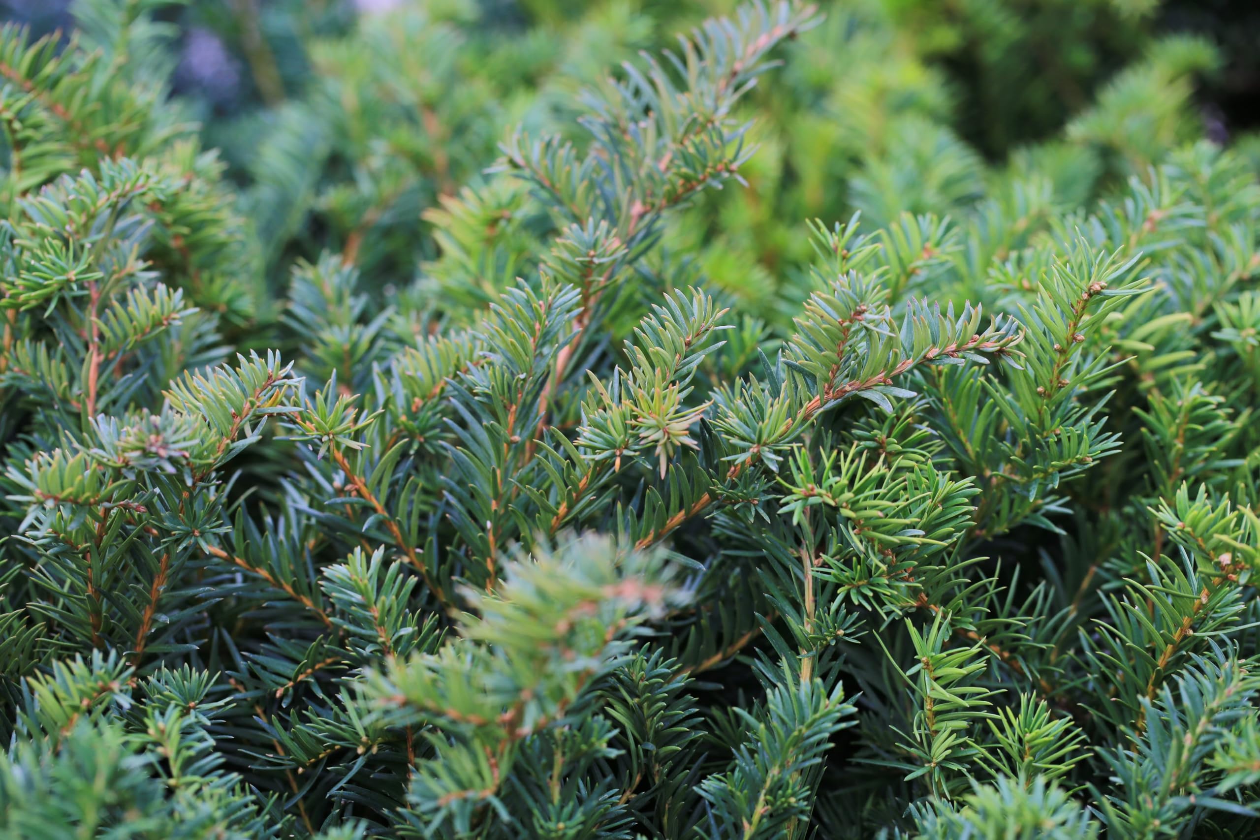 Stauden Gänge 10 x Taxus baccata 'Repandens' Bodendeckereibe winterhart