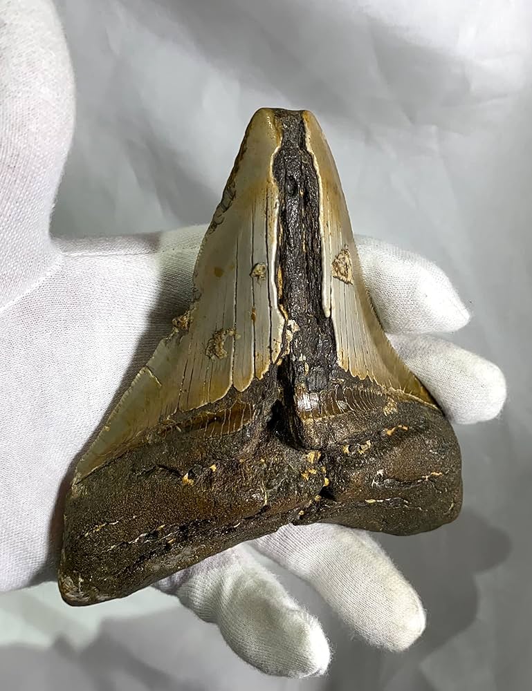 メガロドン　歯化石 楽天市場】【送料無料】【メガロドン /化石/歯/恐竜】極上