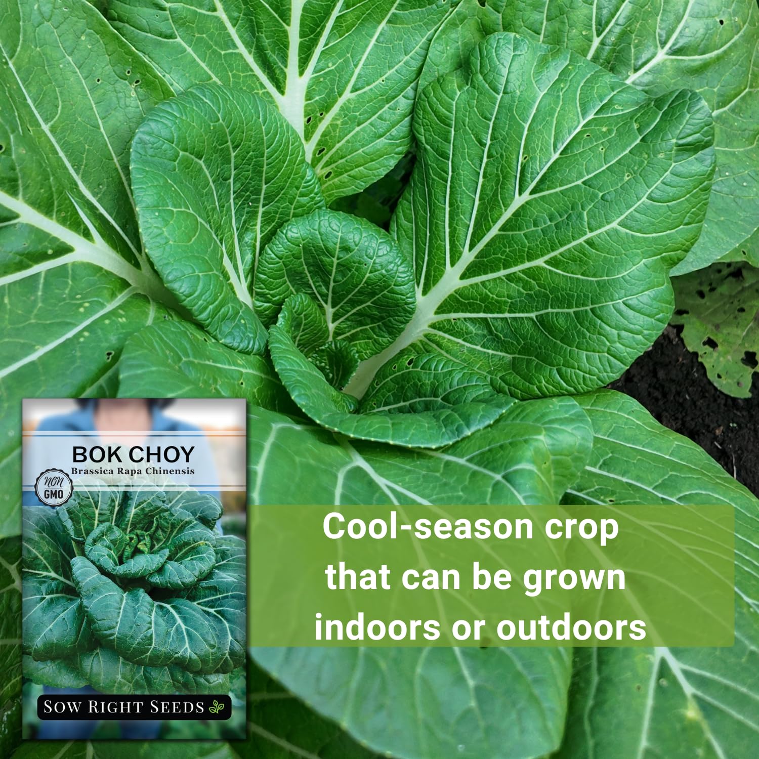 Amazon.com : Sow Right Seeds - Bok Choy Seeds for Planting - Pak
