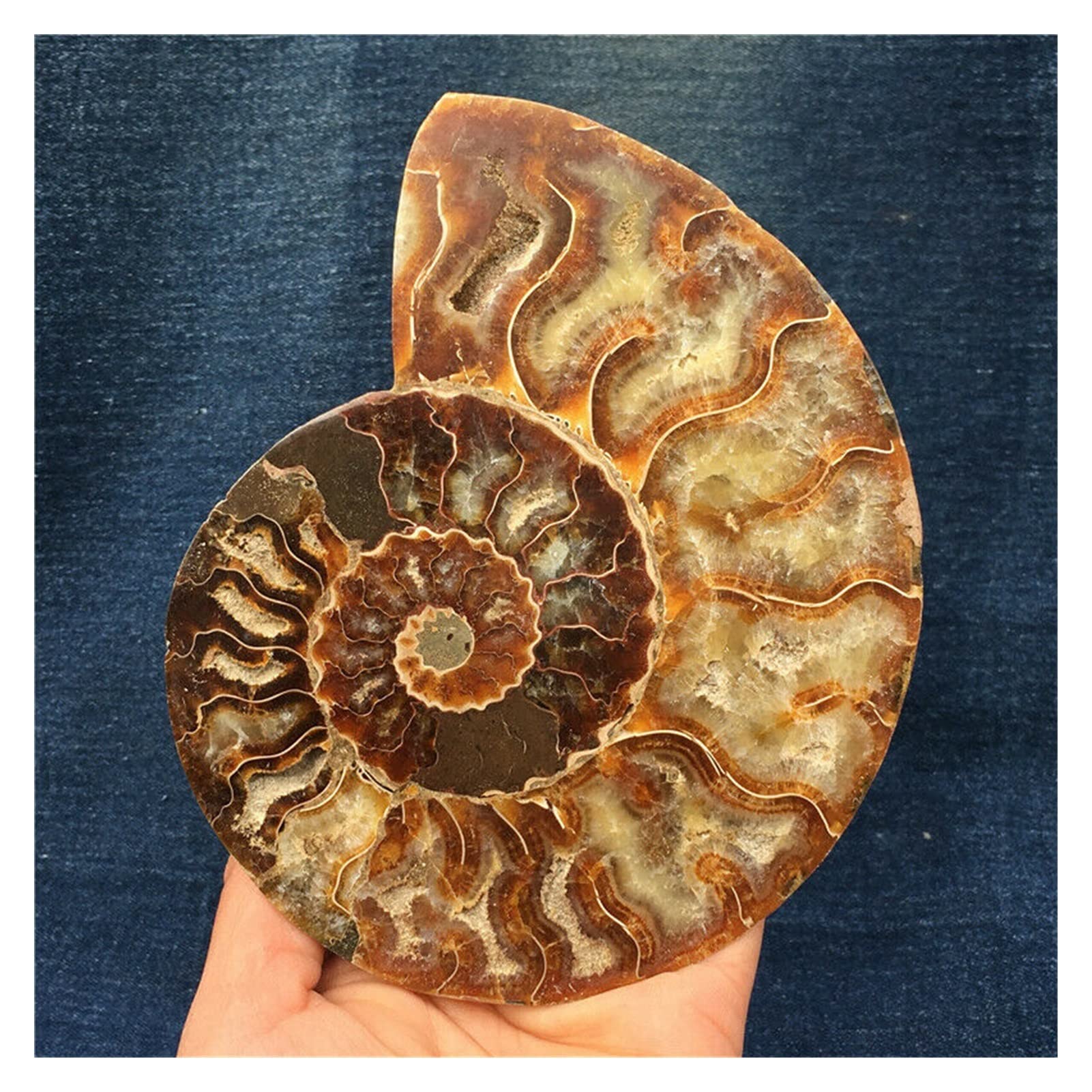 天然石☆水晶☆アンモナイト Amazon.co.jp: 天然水晶の原石 1pc 天然アンモナイト巻貝結晶石標本