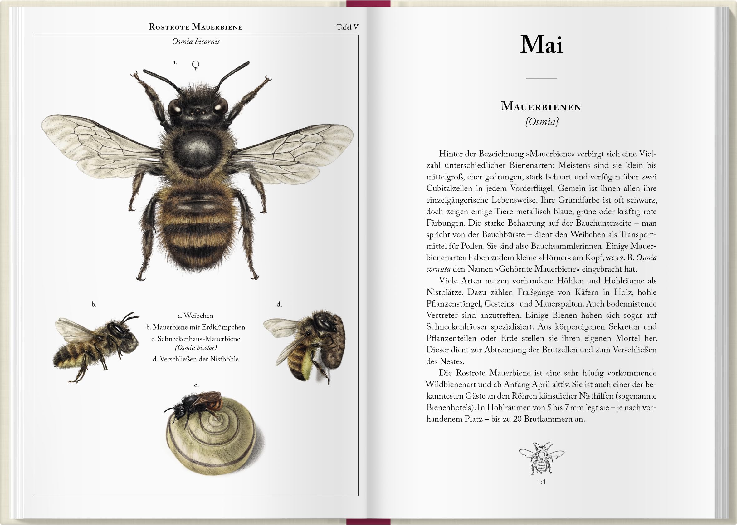 Bienenkalender 2027: Mit einer praktischen Wochenübersicht und bezaubernden Illustrationen. Für Bienen- und Naturliebhaber: Organisieren, beobachten & entdecken mit dem praktischen Taschenkalender.