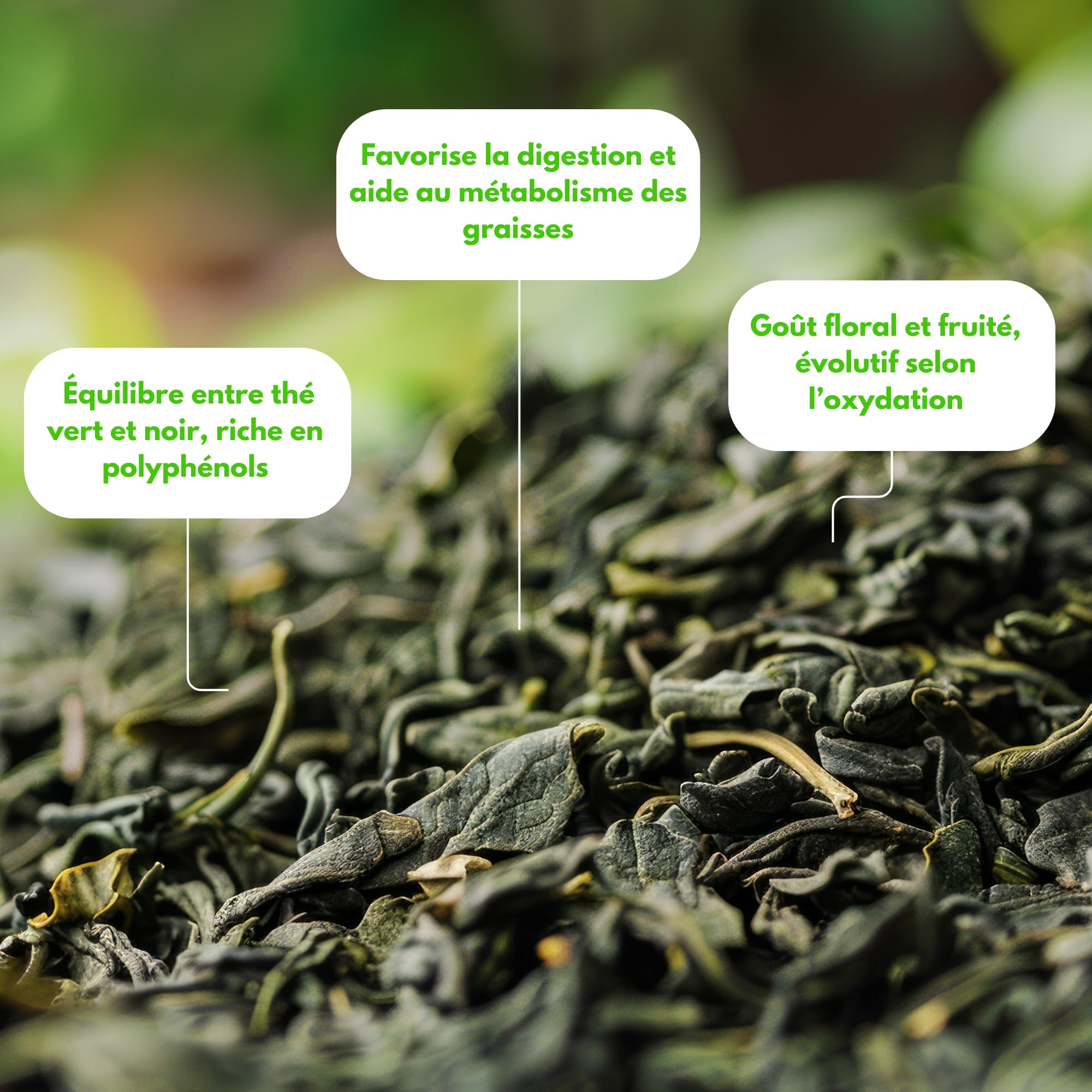 Thé Oolong Bio Chine fine oolong fu liang farm - 1 kg (400 tasses) - Thé en vrac 100% agriculture biologique - Thés Direct