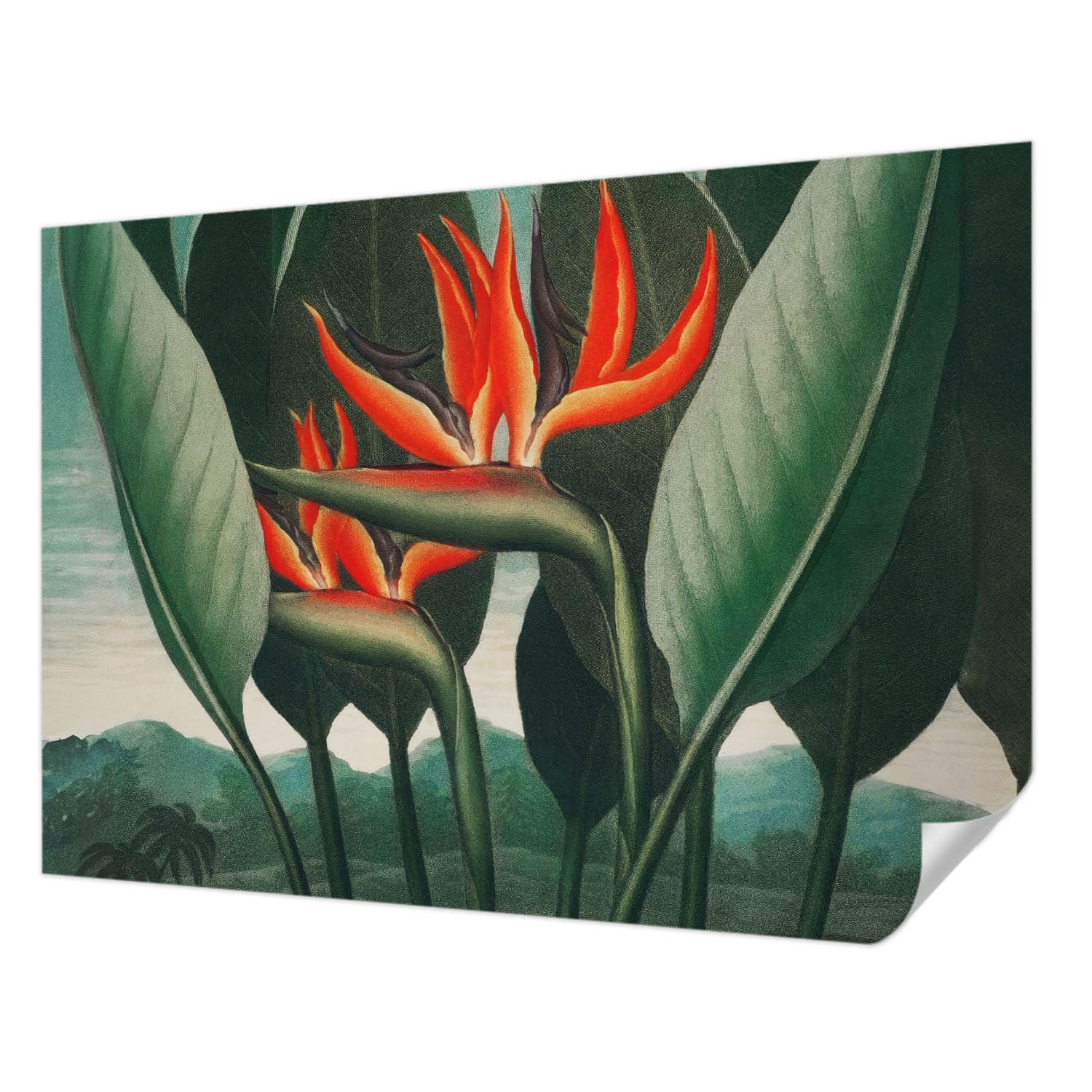 Papier peint panoramique fleurs exotiques 208x146 cm autocollant