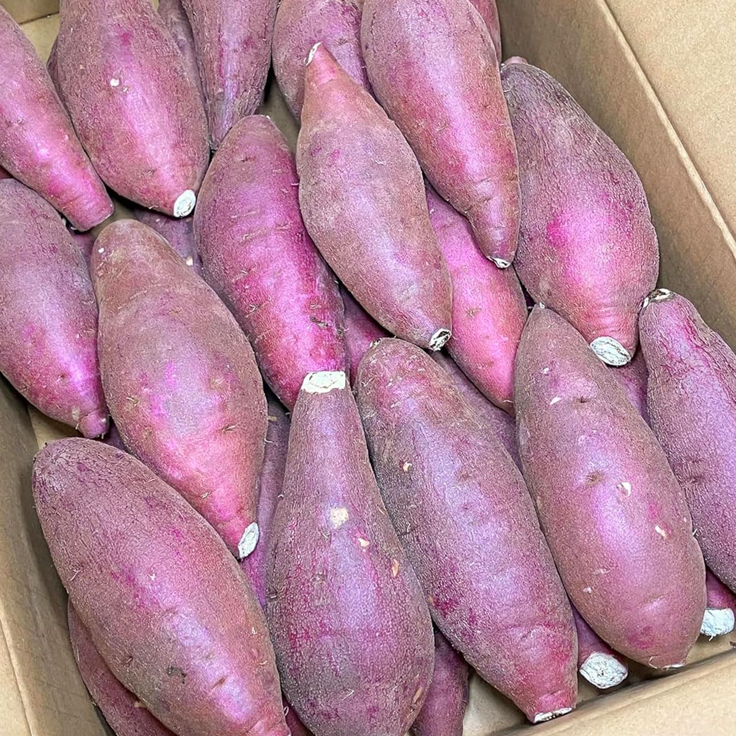 Amazon.co.jp: さつまいも 5kg 紅はるか 茨城県産 30～35本前後 S