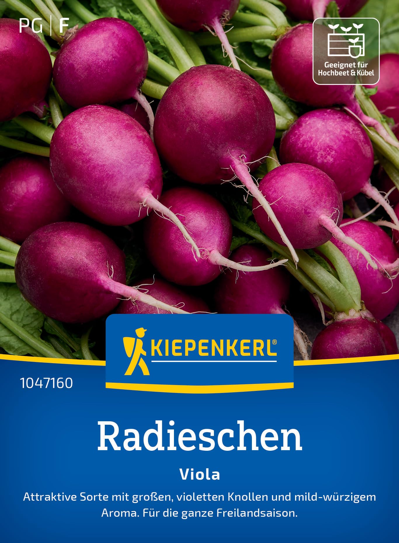 Kiepenkerl Radieschensamen Viola 1047160 - Attraktive violett-rote Knollen, mild-würzig - Perfekt für Topf & Hochbeet - Radieschen für die Freilandsaison