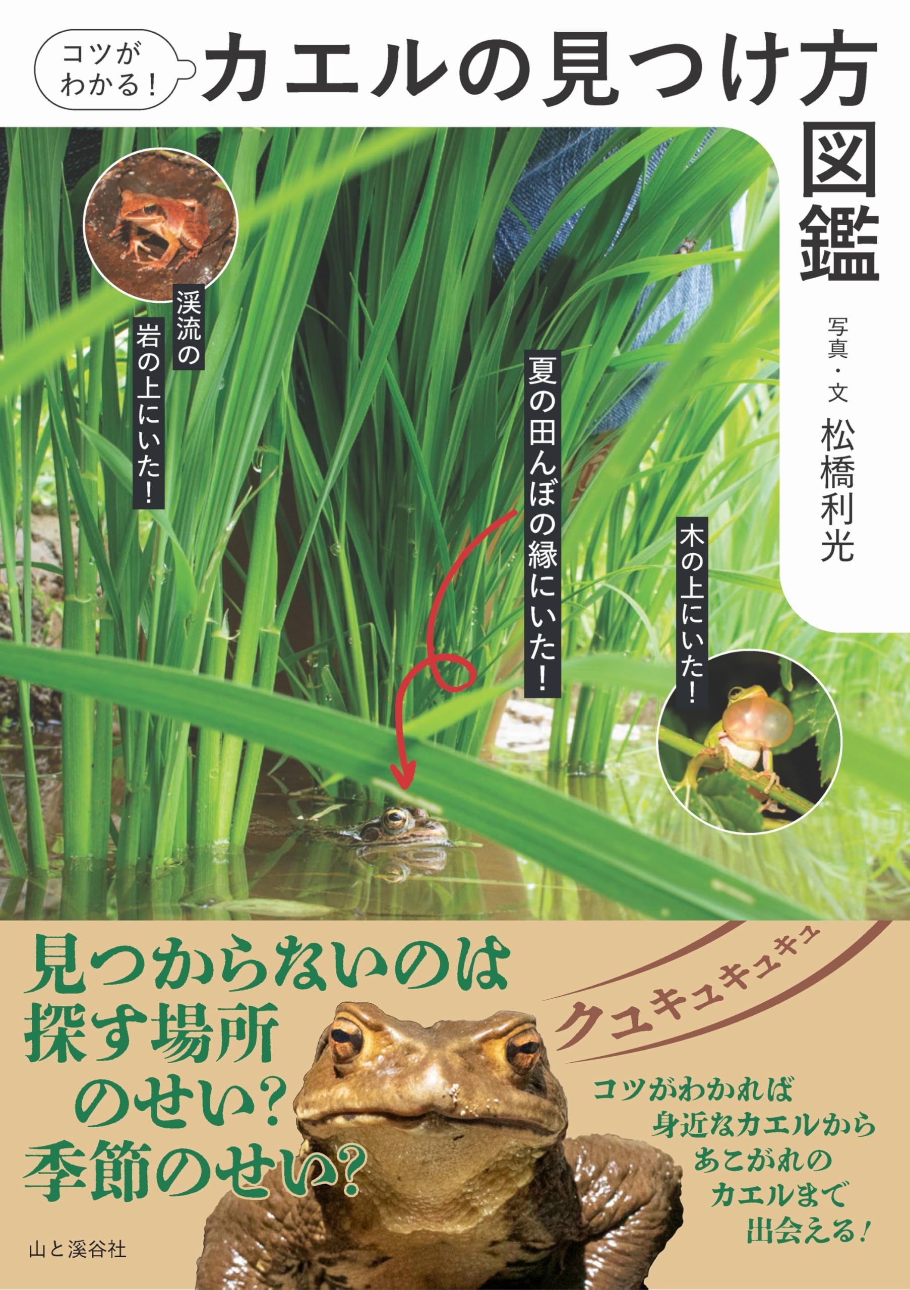 コツがわかる！カエルの見つけ方図鑑 | 松橋 利光 |本 | 通販 | Amazon