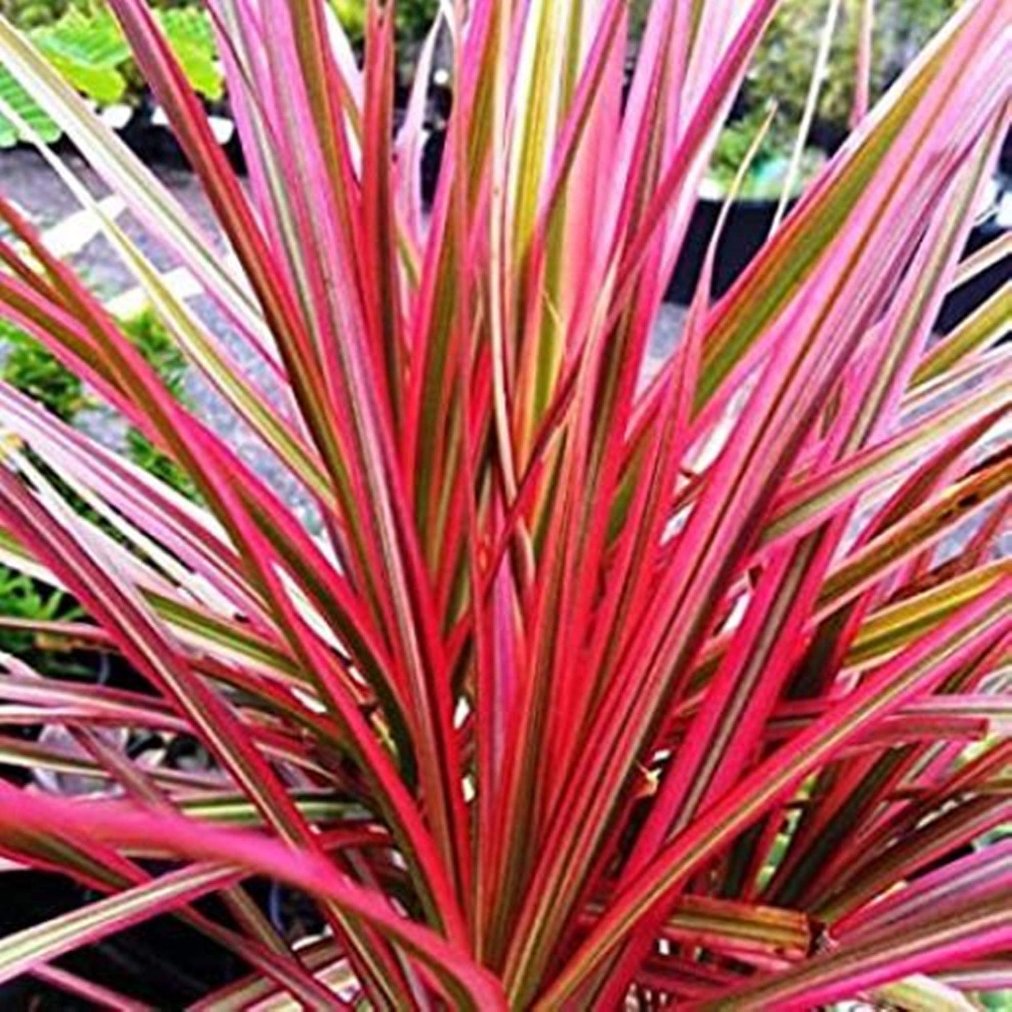 GREEN ISLAND Dracaena Marginata (Colorama Plant) Live Plants of 1 with Beautiful Pot & Free 50 gm Fertilizers (B08RB37BF6) Amazon Price History, Amazon Price Tracker