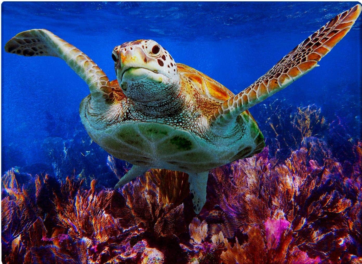 Turtle Over The Seafans Tempered Glass Cutting 11.25 X 15.25 inches | Underwater Photo of Turtle Taken in the Florida Keys by artist Nadine and Glenn Lahti | Non-slip rubber feet Dishwasher Safe