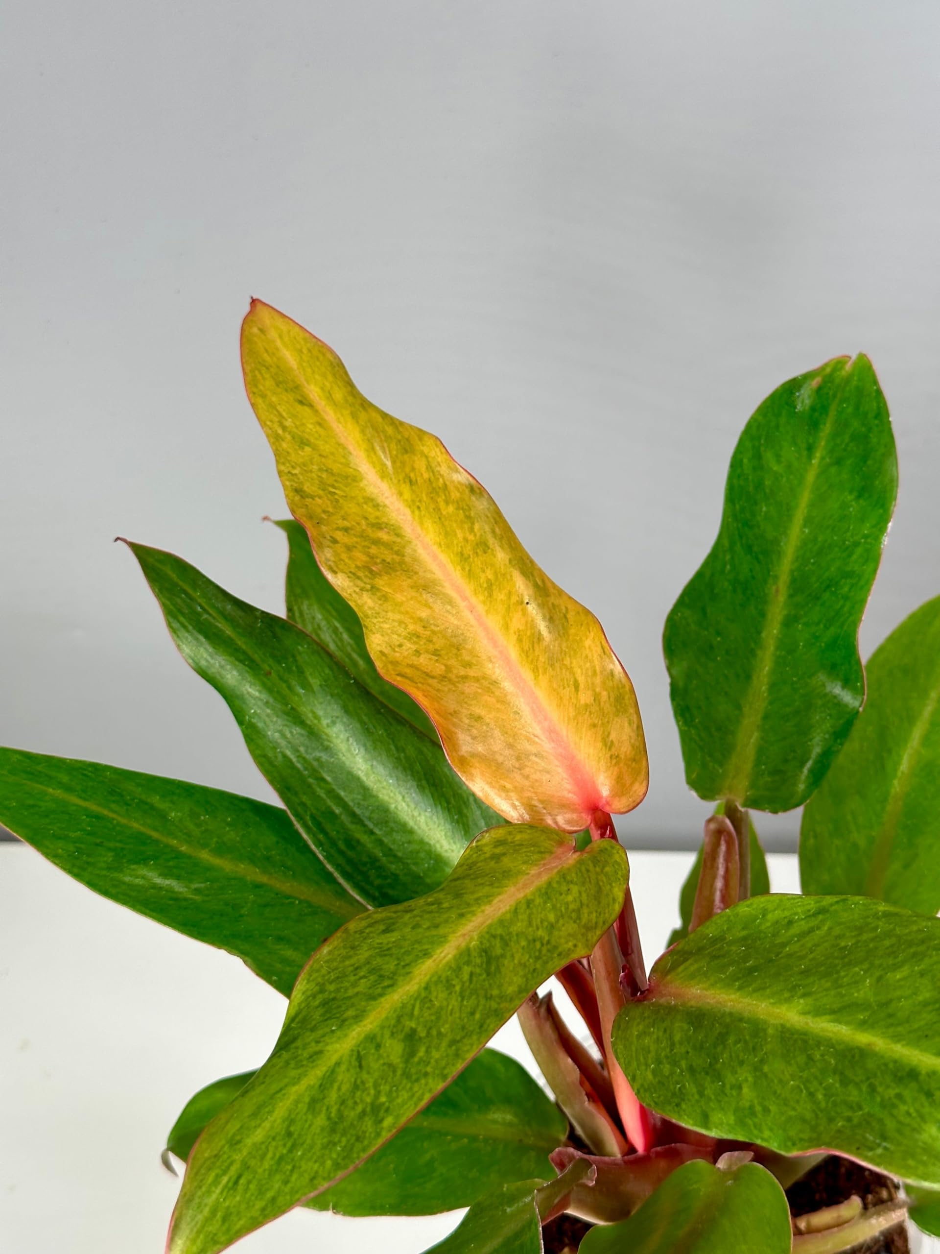 Little Jungle Philodendron (Orange marmalade), Healthy Live Plants with White Pots, Air Purifying Plant, Indoor Plants with pots for home (B0CK484LNM) Amazon Price History, Amazon Price Tracker