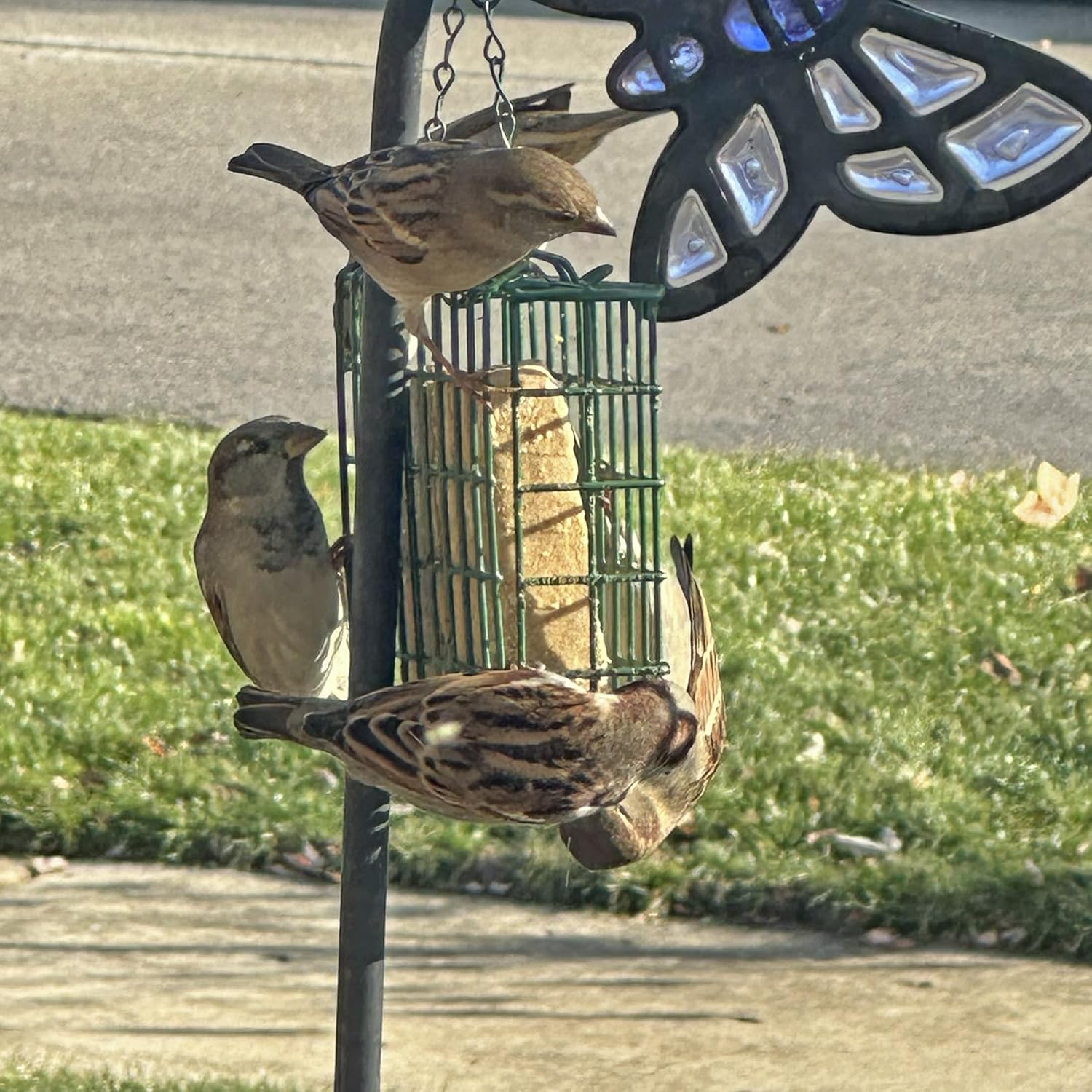 NaturAll Non-GMO, High-Protein Peanut Butter Suet Cake for Outside Wild Bird Feeders, Pack of 12