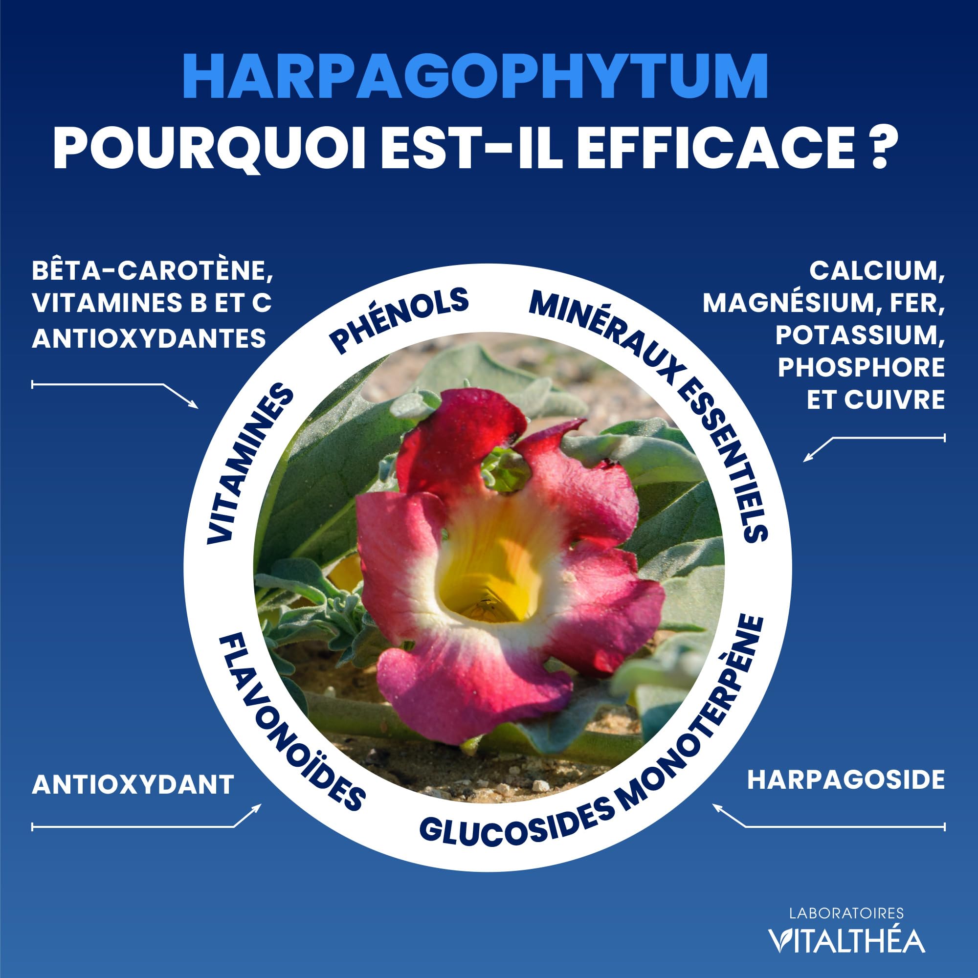 Arthrophytol - Gel de Massage Articulations & Muscles - 8 Actifs Naturels - Harpagophytum & Huiles Essentielles & Menthol & Camphre - Soulage instantanément et durablement (500 ml)