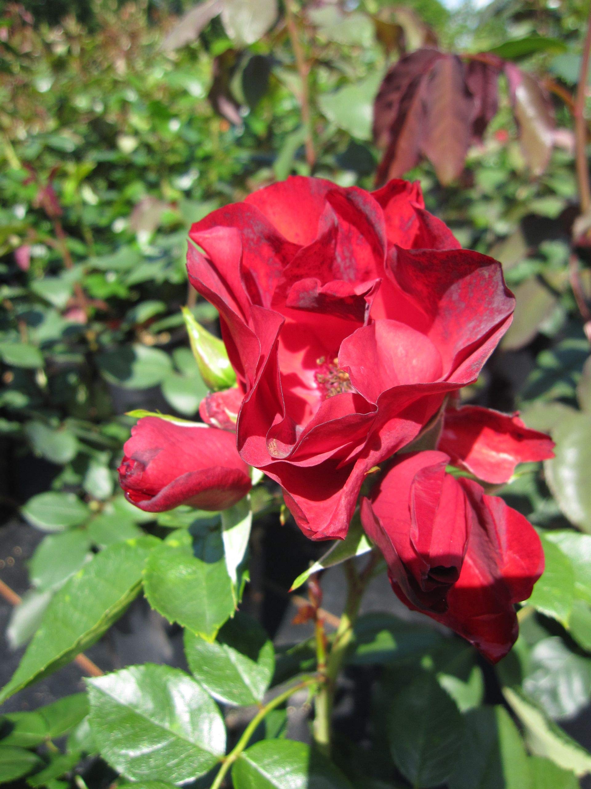Strauchrose Paprika® - Rosa Paprika® - Tantau Rose