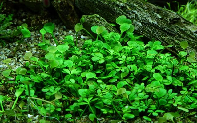 Foto 3 de 3 de Tropica Marsilea hirsuta 1-2-cultivar tejido de cultivo in vitro para acuario